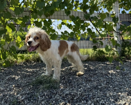 Cocker Karen 3