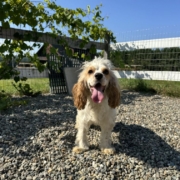 Cocker Karen 7