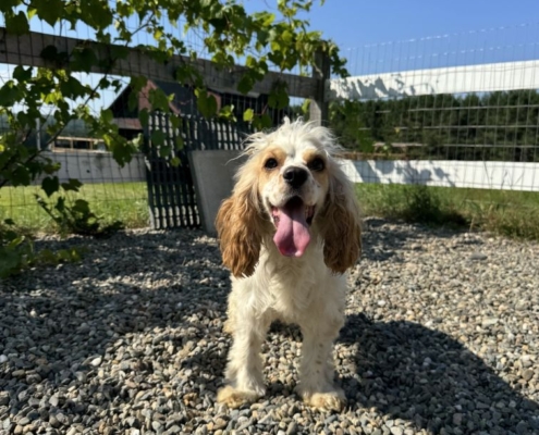 Cocker Karen 7
