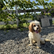 Cocker Karen 8