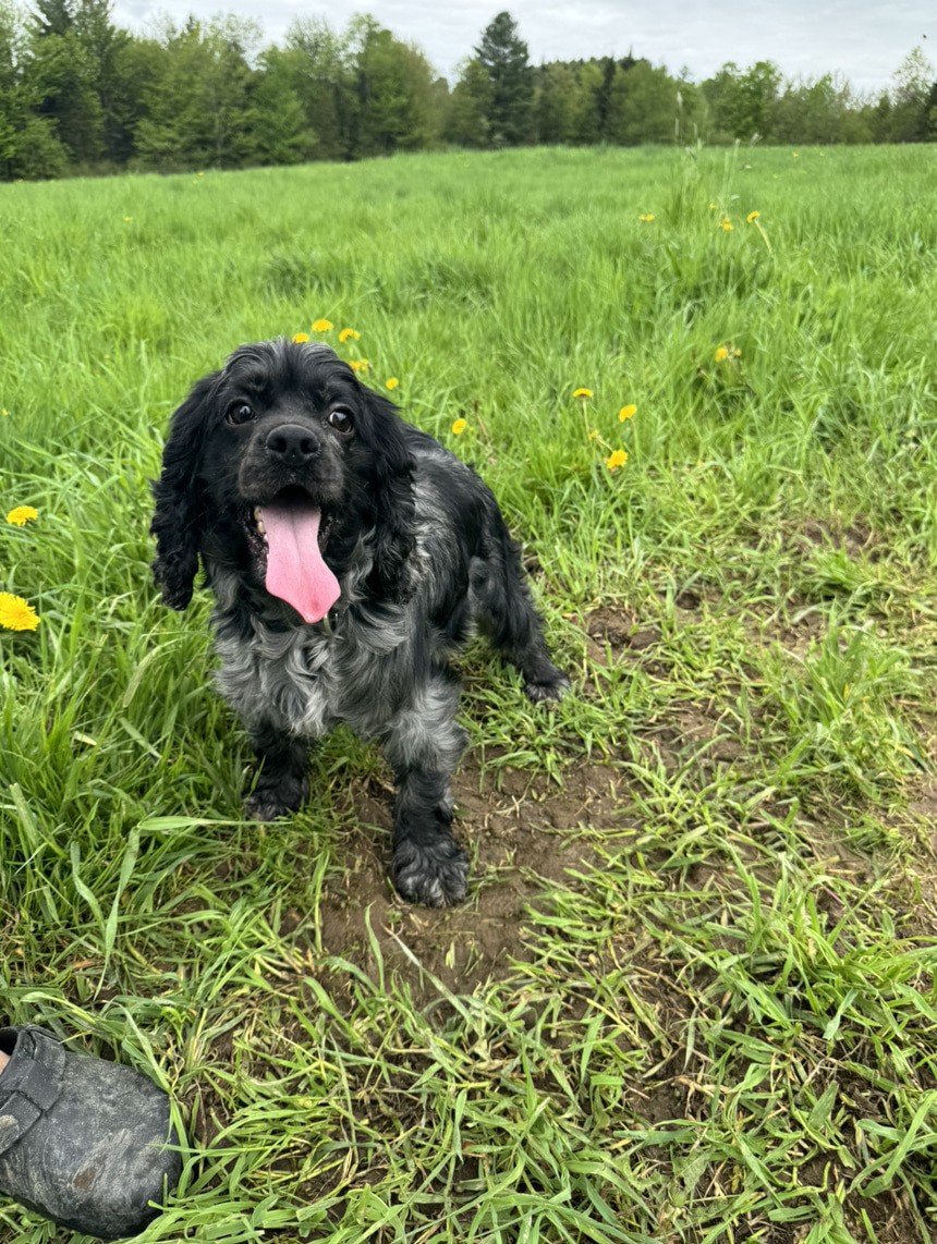 Cocker merle dans l'herbe