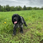 Cocker merle dans l'herbe