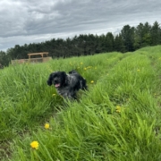 Cocker merle dans l'herbe