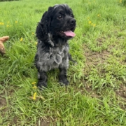 Cocker merle dans l'herbe