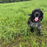 Cocker merle dans l'herbe