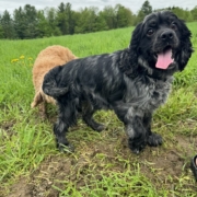 Cocker merle dans l'herbe