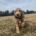 Cockapoo Roux dans l'herbe