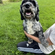 Cockapoo merle dans l'herbe