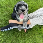 Cockapoo merle dans l'herbe