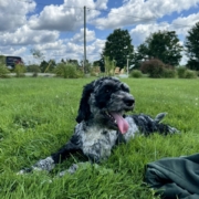 Cockapoo merle dans l'herbe