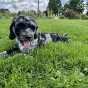 Cockapoo merle dans l'herbe