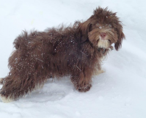Bichon Havanais Chocolat dans la neige