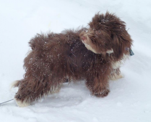 Bichon Havanais Chocolat dans la neige