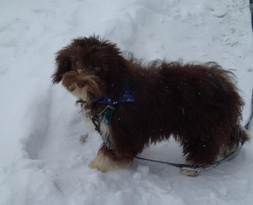 Bichon Havanais Chocolat dans la neige
