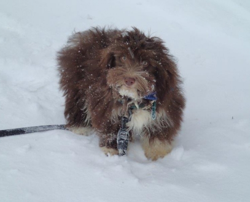 Bichon Havanais Chocolat dans la neige