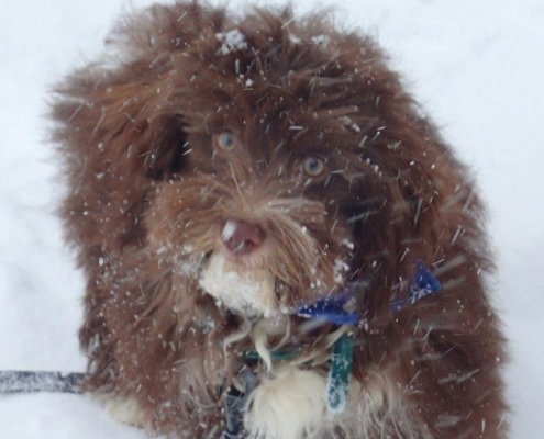 Bichon Havanais Chocolat dans la neige
