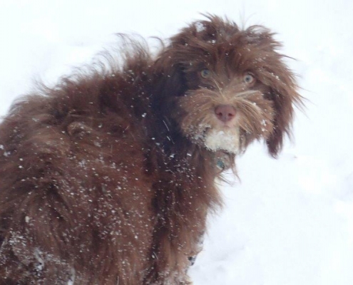 Bichon Havanais Chocolat dans la neige
