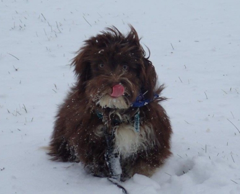 Bichon Havanais Chocolat dans la neige