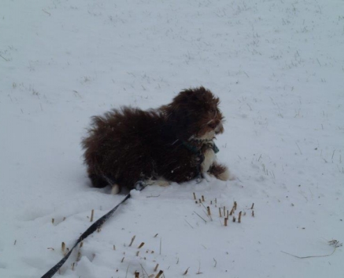 Bichon Havanais Chocolat dans la neige