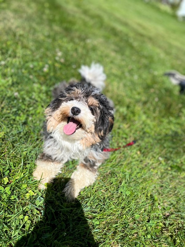 Havapoo tricolore dans l'herbe