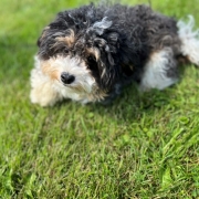 Havapoo tricolore dans l'herbe