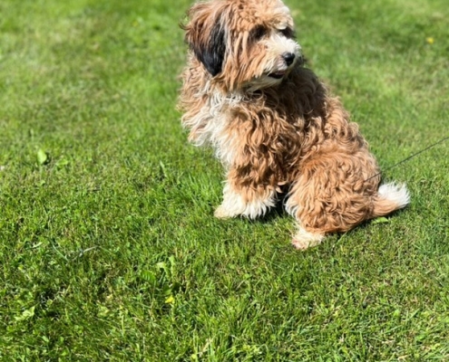Havapoo roux et blanc dans l'herbe