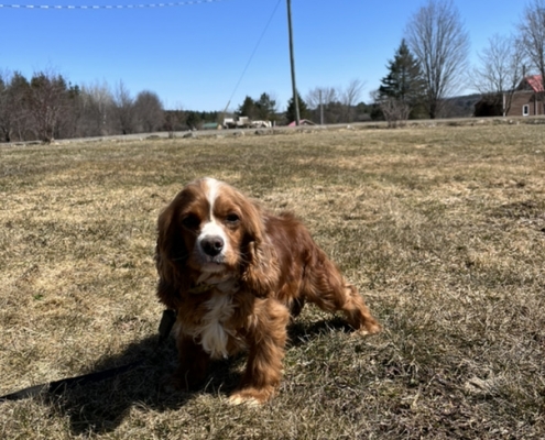Cocker Roux dans l'herbe
