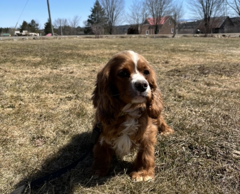 Cocker Roux dans l'herbe