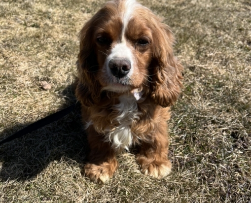 Cocker Roux dans l'herbe