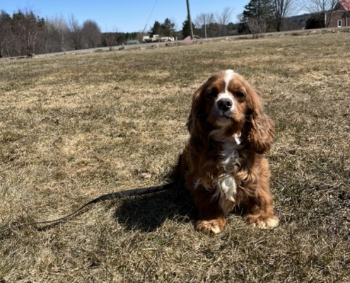 Cocker Roux dans l'herbe