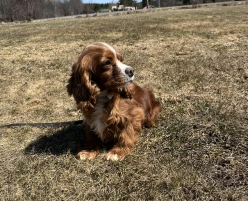 Cocker Roux dans l'herbe