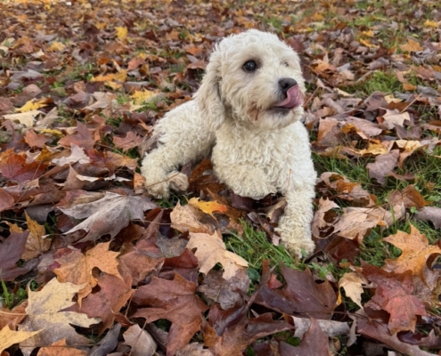 Cockapoo Mimi (1) Cockapoo blonde dans les feuilles d'automne