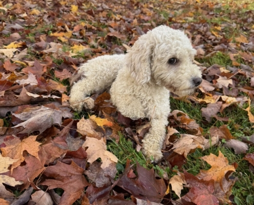 Cockapoo Mimi (3) Cockapoo roux dans la forest