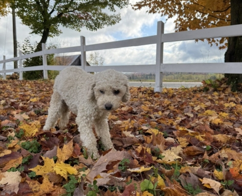 Cockapoo Mimi (5) Cockapoo roux dans la forest