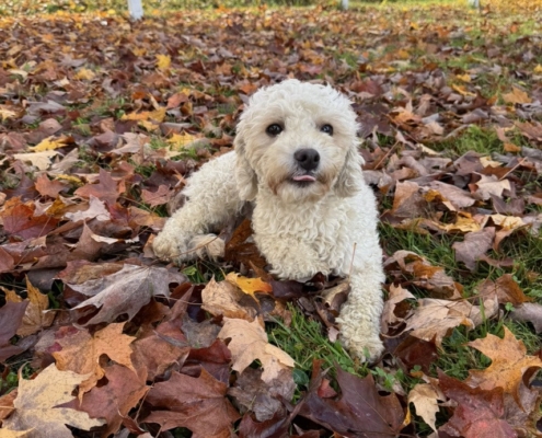 Cockapoo Mimi (6) Cockapoo roux dans la forest