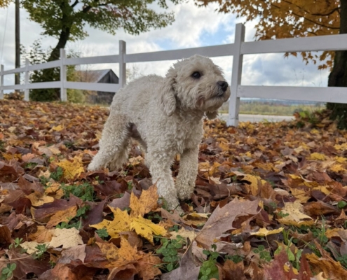 Cockapoo Mimi (7) Cockapoo roux dans la forest