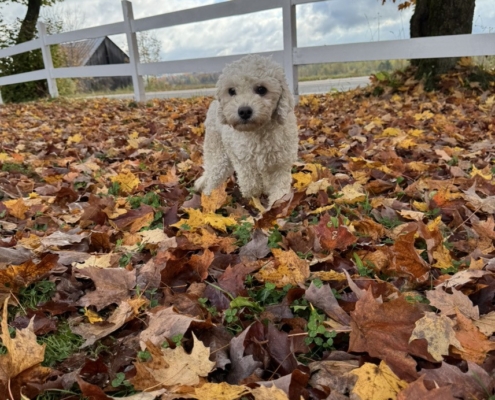 Cockapoo Mimi (8) Cockapoo roux dans la forest
