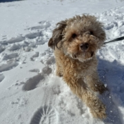 Caniche dans la neige