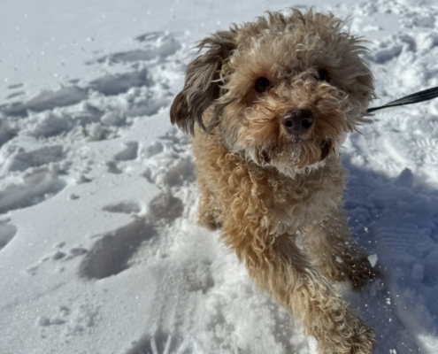 Caniche dans la neige