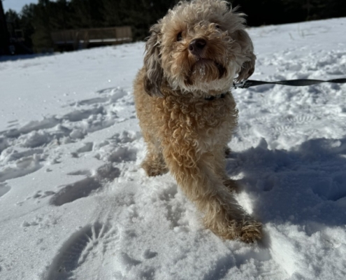 Caniche dans la neige