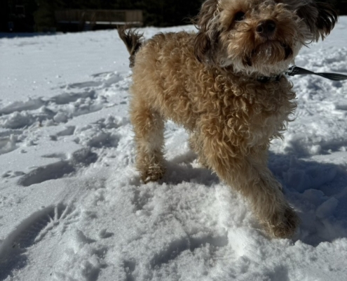 Caniche dans la neige
