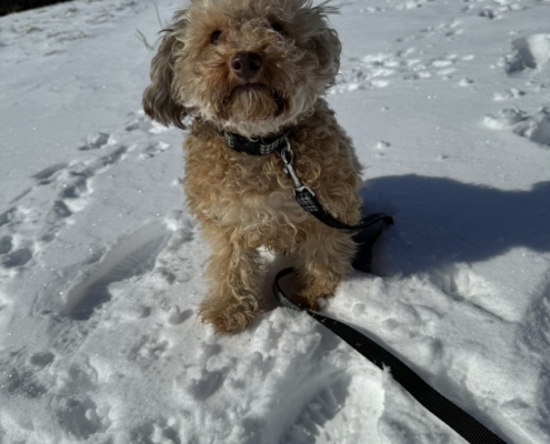 Caniche dans la neige