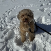 Caniche dans la neige