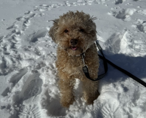Caniche dans la neige