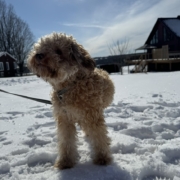 Caniche dans la neige