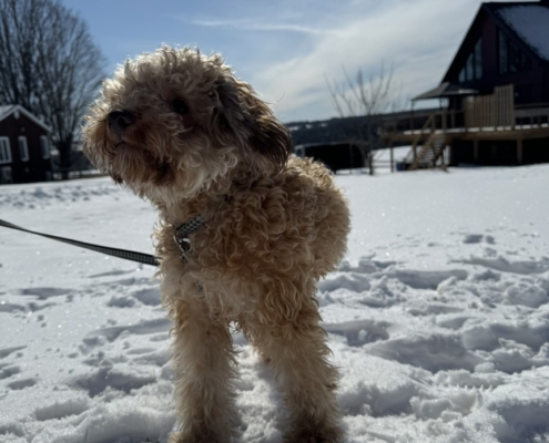Caniche dans la neige