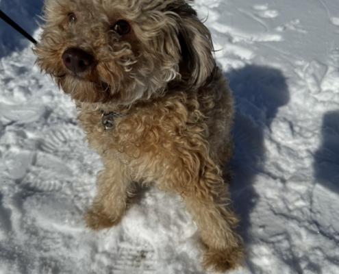 Caniche dans la neige