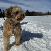Caniche dans la neige