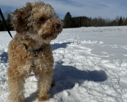 Caniche dans la neige