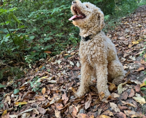 Cockapoo roux dans la forest